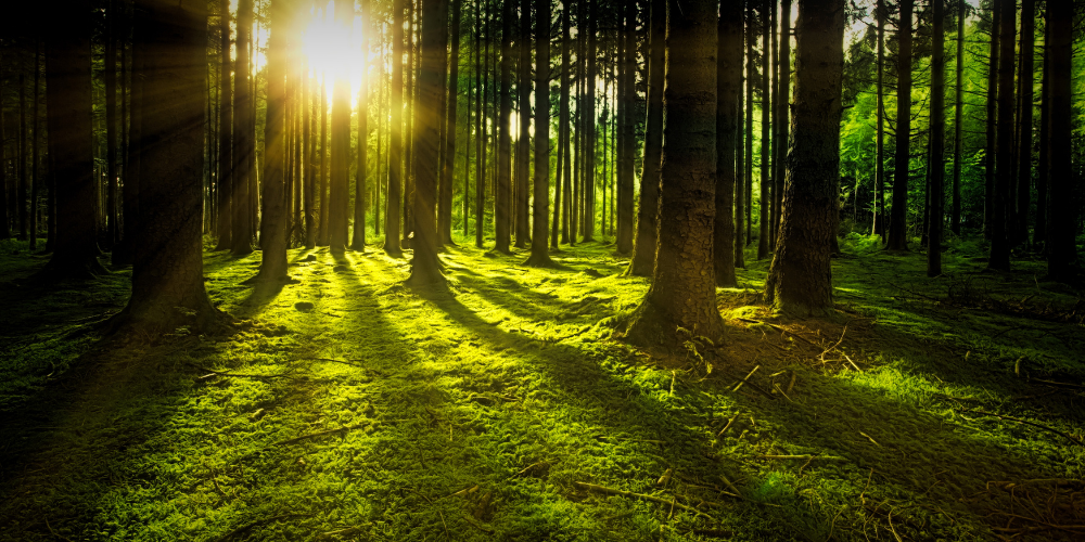 Bosco irraggiato dal sole